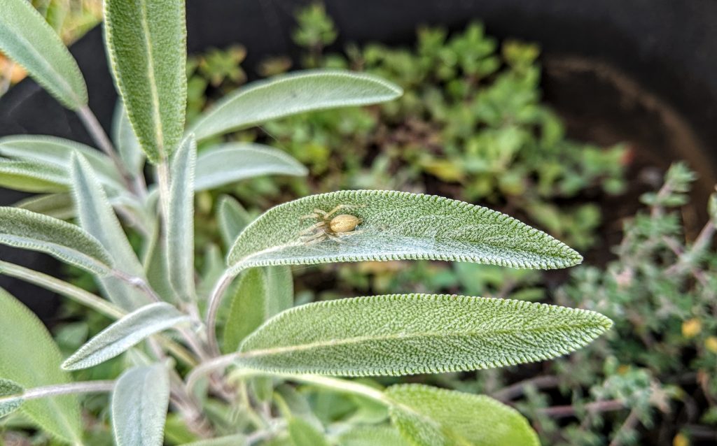 Plant with leaves and a spider crawling on one leaf