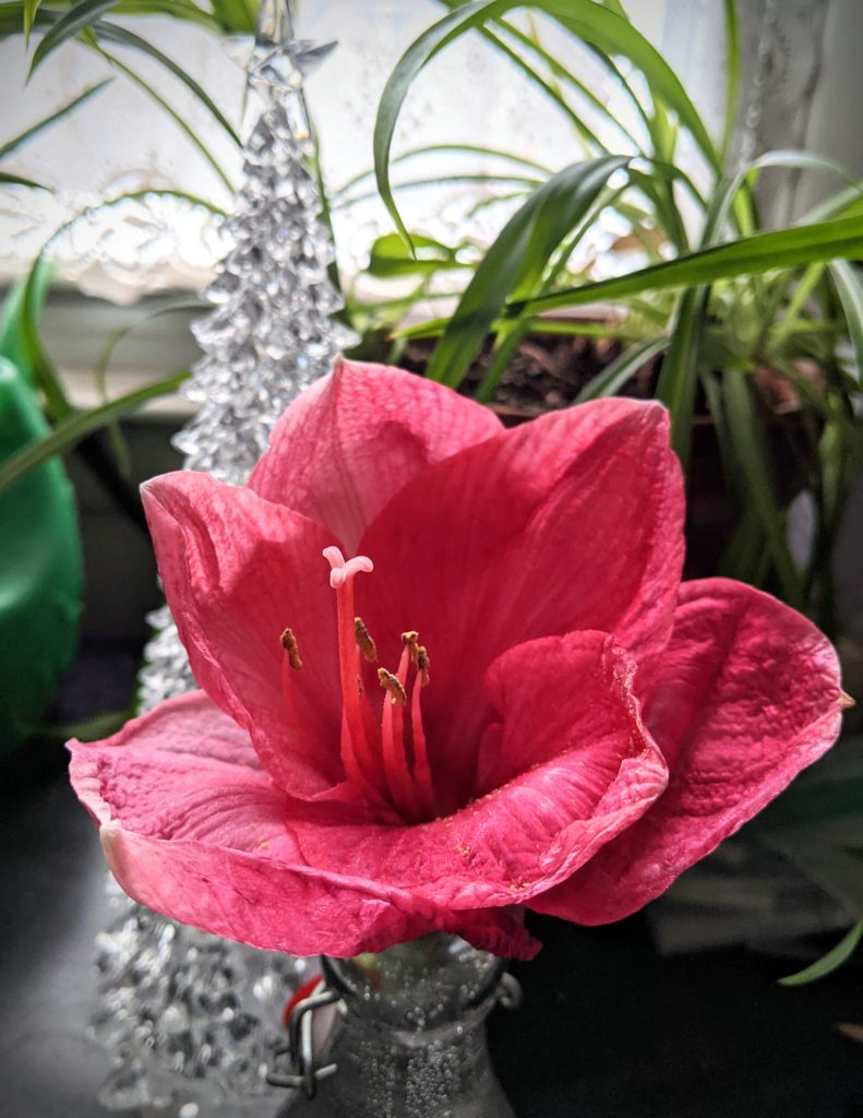 Pink hibiscus flower